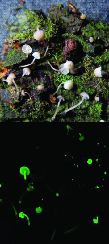 Arten Mycena luxarboricola er funnet i Paraná i Brasil. (Foto: Cassius V. Stevani, Chemistry Institute, University of São Paulo) Arten Mycena luxarboricola er funnet i Paraná i Brasil. (Foto: Cassius V. Stevani, Chemistry Institute, University of São Paulo)