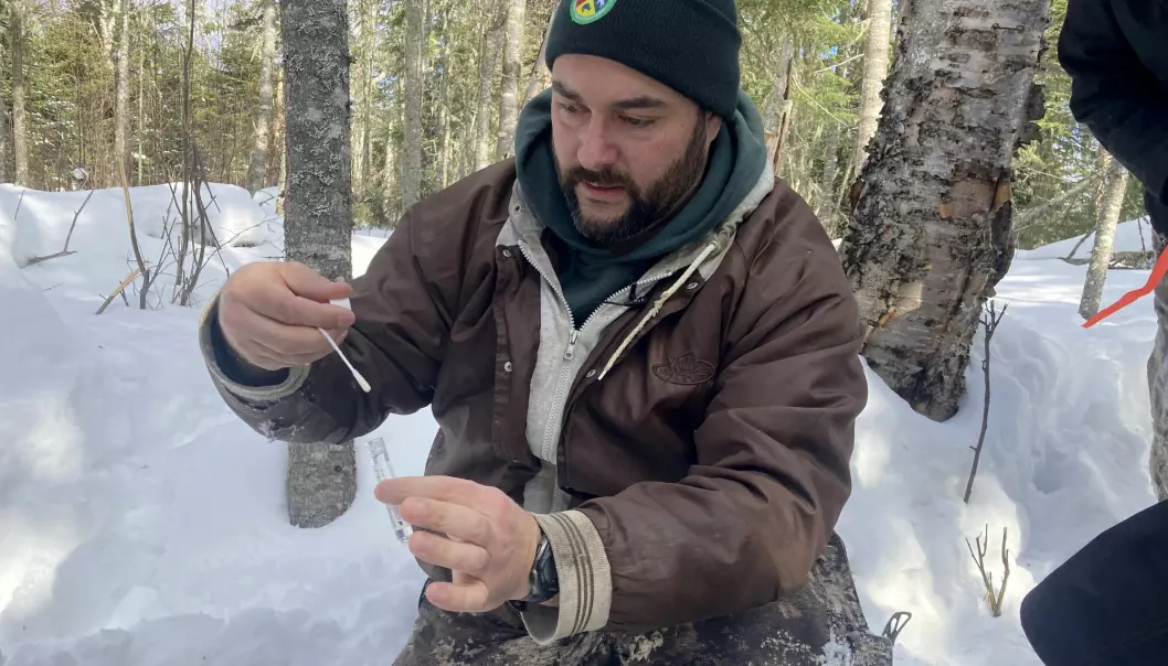 Forsker E.J. Isaac har akkurat fått tatt en koronatest av en hjort i de dype skogene nord i USA mot grensen til Canada. Forskerteamet han er en del av forsøker å finne ut om og hvordan virus spres mellom ville dyrearter.