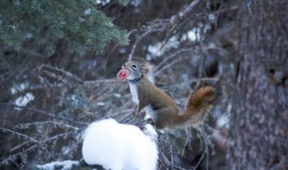 En hunn av nordamerikansk rødt ekorn flytter en nyfødt ekornbaby til et nytt rede. (Foto: Ryan W. Taylor)
