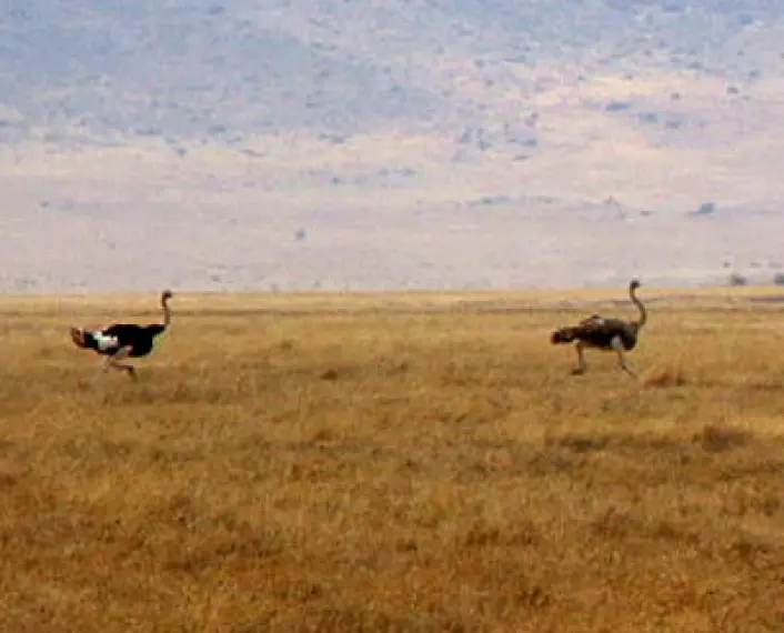 Struts løper over velden i Sør-Afrika. (fra video) Foto: Nicor, Wikimedia Commons, se lisens)