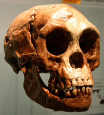 Homo florensiensis kalles også "hobbiten". (Foto: Wikipedia) Homo florensiensis kalles også "hobbiten". (Foto: Wikipedia)