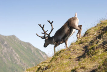 Markedsverdien av utmarka har økt, og flere ønsker å bygge ut eller selge. Da behøver vi regler. Men jussen gir ofte ikke gode svar. (Foto: Shutterstock) Markedsverdien av utmarka har økt, og flere ønsker å bygge ut eller selge. Da behøver vi regler. Men jussen gir ofte ikke gode svar. (Foto: Shutterstock)