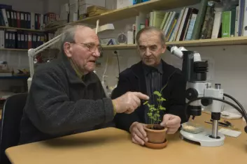 Sverre Bakkevig og Einar K. Time studerer jærertplanten. (Foto: Terje Tveit)