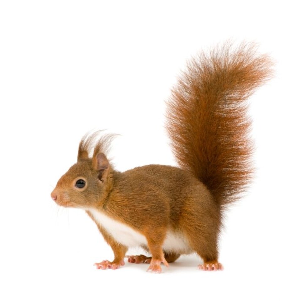Rødt ekorn, Sciurus vulgaris. (Foto: iStockphoto)