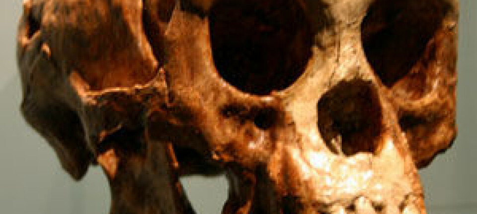 Homo floresiensis kalles også hobbit-mennesket. (Foto: Wikipedia)