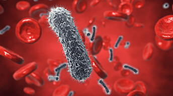 Har vi bakterier som lever i blodet?