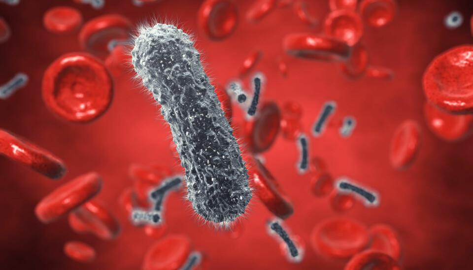 Forskere har lenge tenkt på bakterier i blodet som ensbetydende med infeksjon og blodforgiftning. Men kan et samfunn av mikroorganismer også leve i blodet til friske mennesker?