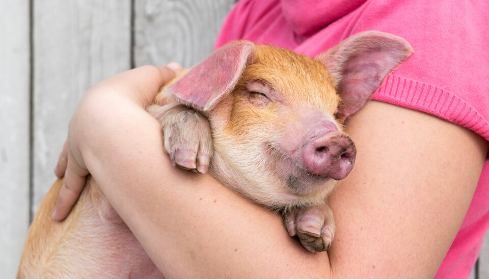 Barn syns ofte det er feil at griser behandles annerledes fra hunder, viser en ny studie.