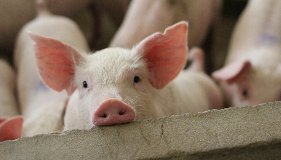 Tidligere forskning har vist at griser er like nysgjerrige som hunder.