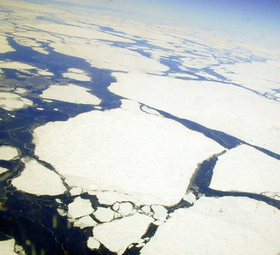 'Økt smelting av havis i Arktis sommeren 2007 kan ha bidratt til mer havis om vinteren utenfor Grønland, så kalde vinder føyk langt ut over isen, til havområdene hvor blandingen foregår.'