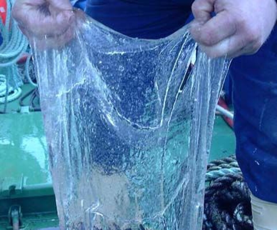 'Eggbånd fra breiflabb. Finner du dette i havet, så send inn én liter til Havforskningsinstituttet. (Foto: Ingjarl Skarvøy)'
