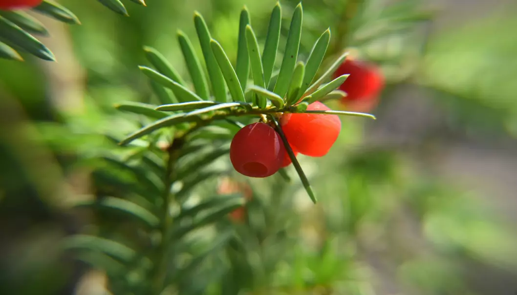 Hele barlindplanten, bortsett fra det røde fruktkjøttet på bærene, inneholder giftstoffer.