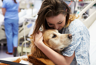 Pasienter på sykehus hadde litt mindre vondt etter at de fikk besøk av en hund