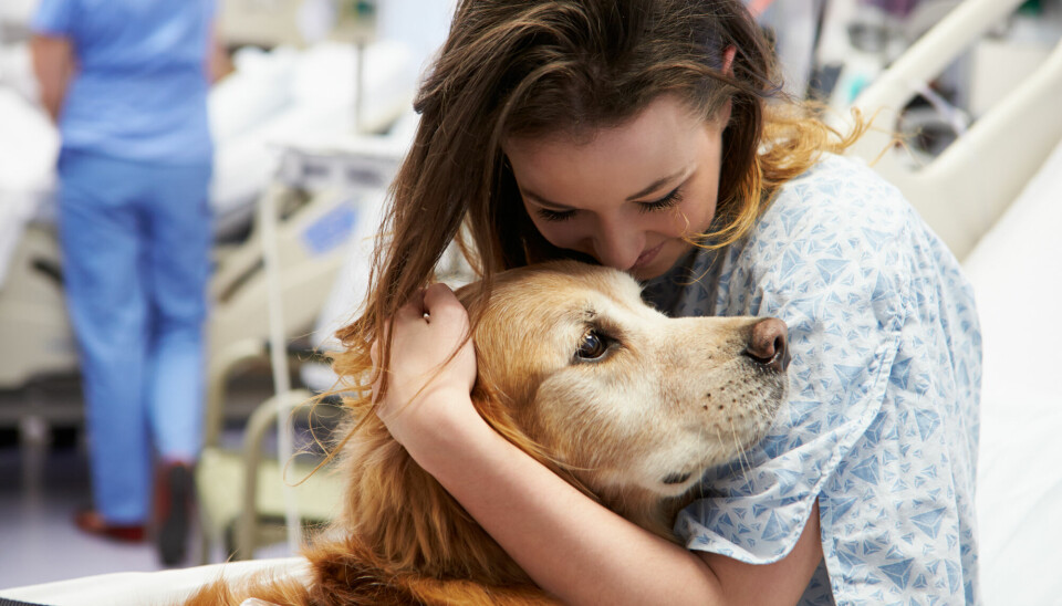 Terapi-hunder har blitt mer vanlig de siste årene. Nå vet vi mer om hvordan det virker.