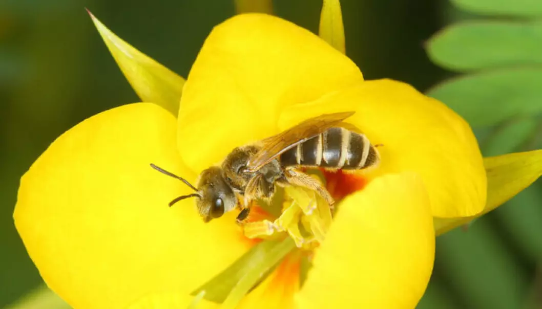 Metallbier er en annen gruppe bier som ikke alltid ligner honningbier og humler. Arten på bildet finnes i USA, og var en av biene forskerne undersøkte.