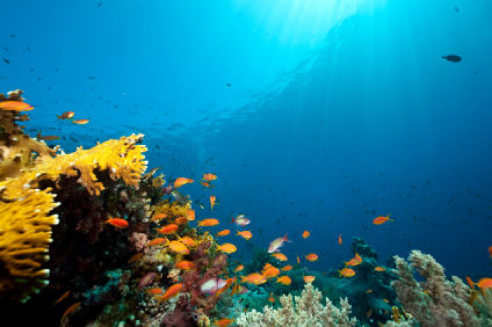 Hvordan skal marine miljøer vernes?(Illustrasjonsfoto: iStockphoto) Hvordan skal marine miljøer vernes?(Illustrasjonsfoto: iStockphoto)
