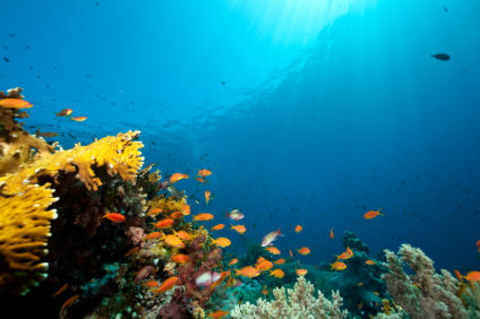 Hvordan skal marine miljøer vernes?(Illustrasjonsfoto: iStockphoto)
