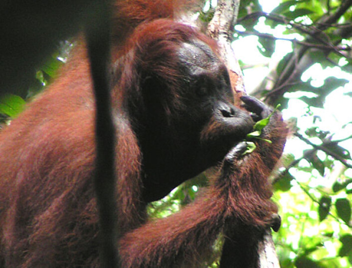 Orangutang som bruker blader som redskap for å modifisere egne varselrop. (Foto: Madeleine Hardus, University of Utrecht) Orangutang som bruker blader som redskap for å modifisere egne varselrop. (Foto: Madeleine Hardus, University of Utrecht)
