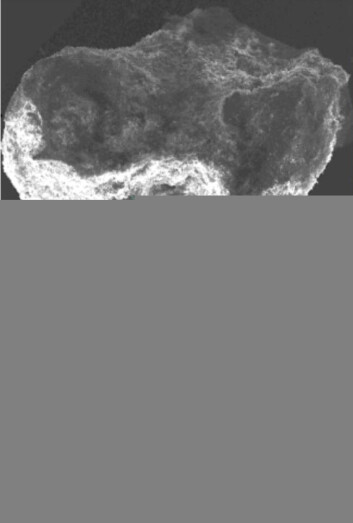"Karakterisering av partikkel fra Tel'kem, Semipalatinsk. De mørke områdene i det nederste bildet indikerer høyeste konsentrasjoner av plutonium. Bildet øverst er tatt med elektronmikroskop ved IPM, NLH, mens bildet under er laget ved hjelp av synkrotronbasert mikro-røntgen fluorescens ved synkrotronen i Hamburg (HASYLAB) og viser fordelingen av plutonium i partikkelen." "Karakterisering av partikkel fra Tel'kem, Semipalatinsk. De mørke områdene i det nederste bildet indikerer høyeste konsentrasjoner av plutonium. Bildet øverst er tatt med elektronmikroskop ved IPM, NLH, mens bildet under er laget ved hjelp av synkrotronbasert mikro-røntgen fluorescens ved synkrotronen i Hamburg (HASYLAB) og viser fordelingen av plutonium i partikkelen."
