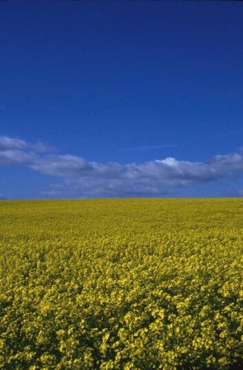 "Ensartet landskap truer sommerfuglene..." "Ensartet landskap truer sommerfuglene..."