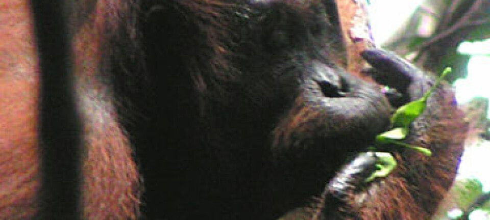 Orangutang bruker blader som redskap. (Foto: Madeleine Hardus, University of Utrecht)
