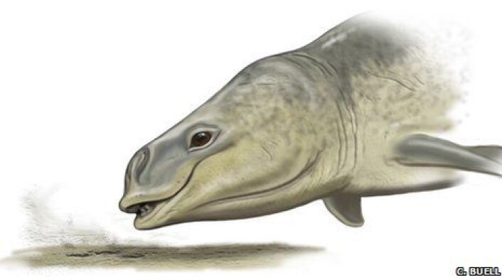 "Den forhistoriske Mammalodon colliveri slurpet godbiter og gjørme fra havbunnen, tror australske forskere. (Illustrasjon: Carl Buell)" "Den forhistoriske Mammalodon colliveri slurpet godbiter og gjørme fra havbunnen, tror australske forskere. (Illustrasjon: Carl Buell)"