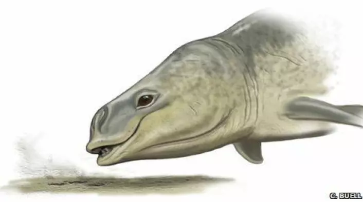 "Den forhistoriske Mammalodon colliveri slurpet godbiter og gjørme fra havbunnen, tror australske forskere. (Illustrasjon: Carl Buell)"