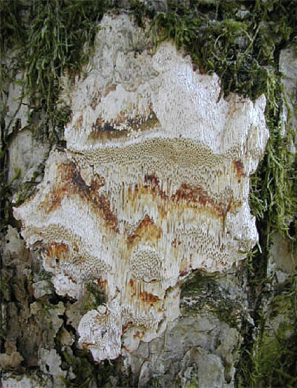 Eikegreinkjuke (Pachykytospora tuberculosa NT) er et eksempel på en rødlistet art tilknyttet gamle, svekkede, gjerne hule eiker. Fra Siljan, Telemark. (Foto: Anne Sverdrup-Thygeson)