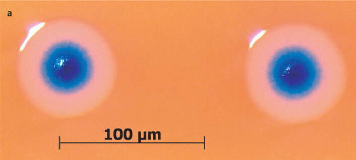 Her vokser to kolonier av bakterien Mycoplasma mycoides. Den blå fargen indikerer at det er det syntetiske genomet som styrer bakteriecellene i kolonien. (Foto: Science/AAAS) Her vokser to kolonier av bakterien Mycoplasma mycoides. Den blå fargen indikerer at det er det syntetiske genomet som styrer bakteriecellene i kolonien. (Foto: Science/AAAS)