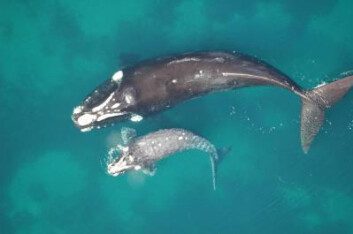 I en måneds tid etter nedkomsten hviler hvalmor og pleier sitt avkom. Deretter begynner en lang svømmetur til områdene i Sør-Atlanteren der de finner maten sin. (Foto: John Atkinson, Ocean Alliance) I en måneds tid etter nedkomsten hviler hvalmor og pleier sitt avkom. Deretter begynner en lang svømmetur til områdene i Sør-Atlanteren der de finner maten sin. (Foto: John Atkinson, Ocean Alliance)