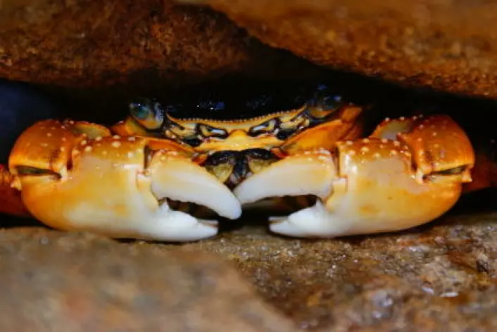 En krabbe gjemmer seg mellom steinene. (Illustrasjonsfoto: iStockphoto)