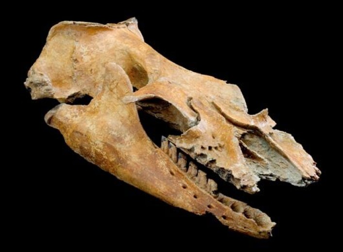 "Forsteinet smil? Hodeskallen til Mammalodon colliveri. (Foto: Rodney Start/ Museum Victoria)" "Forsteinet smil? Hodeskallen til Mammalodon colliveri. (Foto: Rodney Start/ Museum Victoria)"