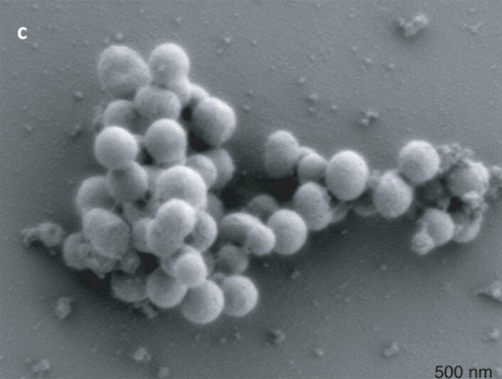 Dette elektronmikroskopbildet viser syntetiske bakterier som formerer seg for egen maskin. (Foto: Science/AAAS) Dette elektronmikroskopbildet viser syntetiske bakterier som formerer seg for egen maskin. (Foto: Science/AAAS)