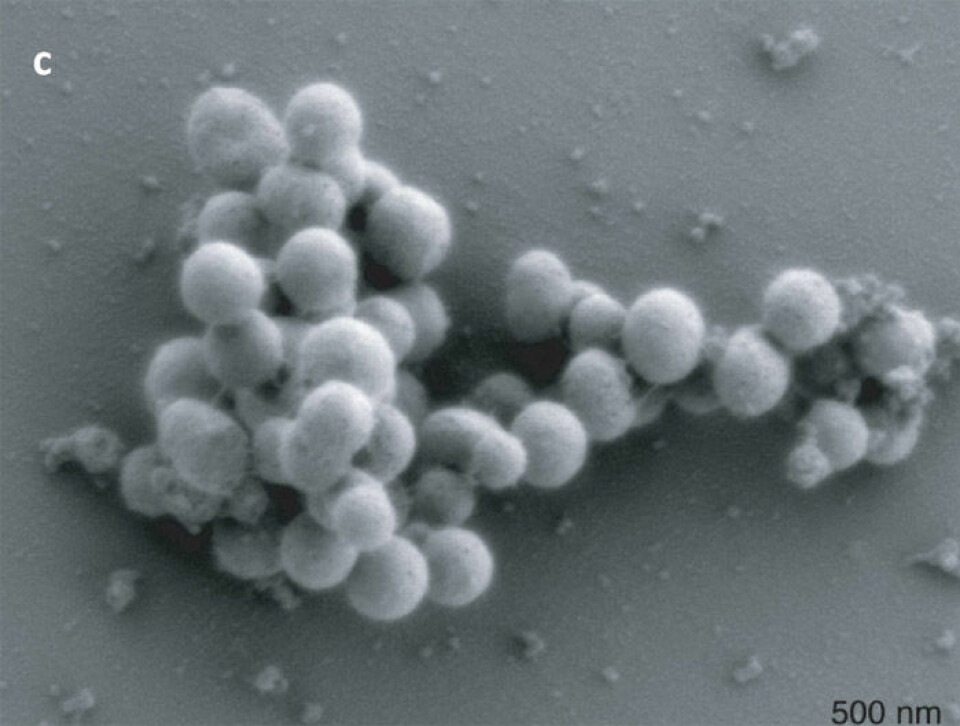 Dette elektronmikroskopbildet viser syntetiske bakterier som formerer seg for egen maskin. (Foto: Science/AAAS)