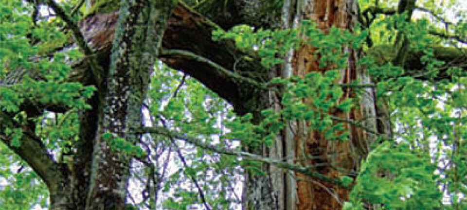 Utskygging av grove, hule eiker fra andre trær og busker gjør eika mindreegnet som levested for flere rødlistete arter, og kan også forkorte eikas livslengde. (Foto: Anne Sverdrup-Thygeson)