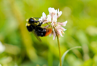 Humler rister for å lure pollen ut fra vanskelige blomster
