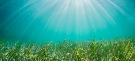 Eelgrass beds important for resilience of fish stocks