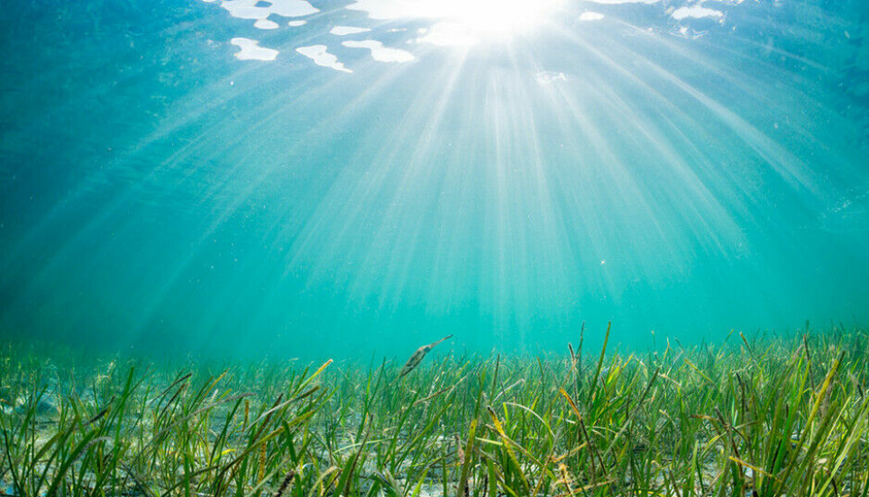 Eelgrass is a home and an important habitat for many fish species and organisms.