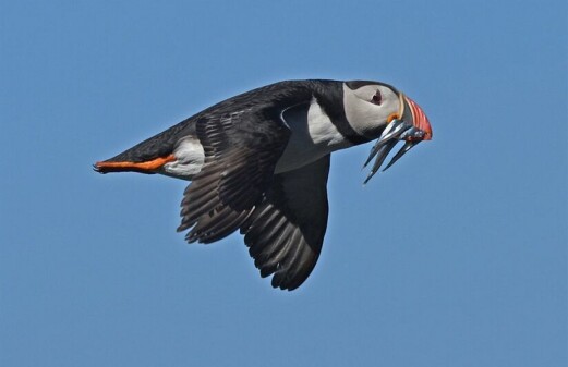Changes in ocean temperatures contribute to puffin population decline