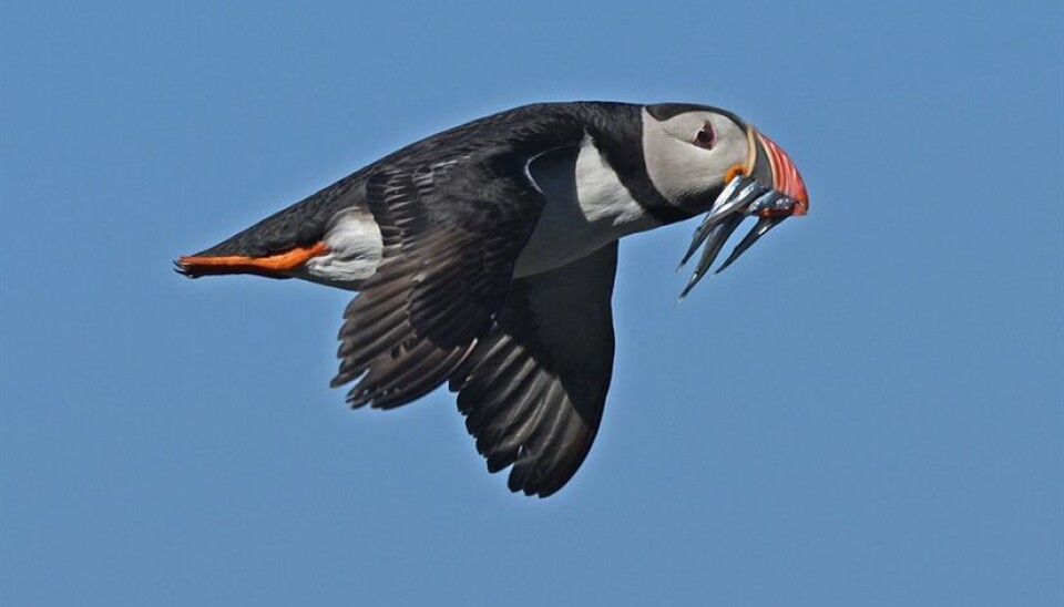 The sandeel is one of the most important prey species for puffins – adults and chicks alike. This parent is heading back to the nest with a nice load.