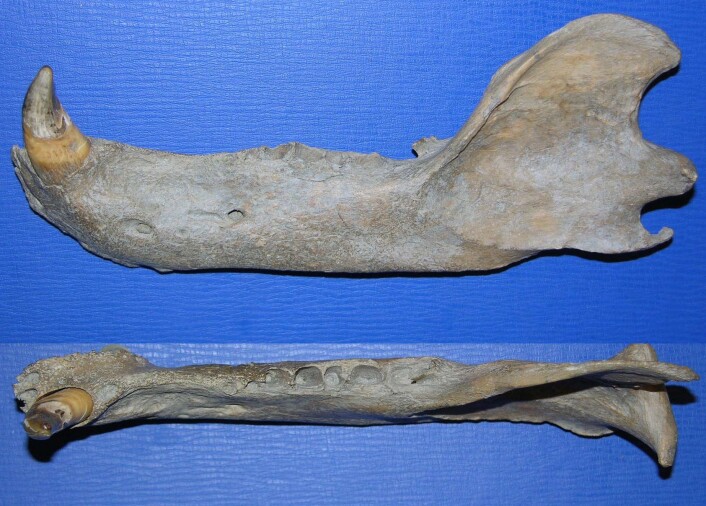 "Den fossile kjeven gir innsikt i isbjørnens utviklingshistorie. (Foto: Øystein Wiig)" "Den fossile kjeven gir innsikt i isbjørnens utviklingshistorie. (Foto: Øystein Wiig)"