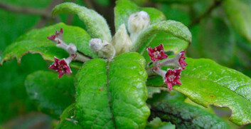 Siden 2002 har St. Helena-oliven (Nesiota elliptica) vært utryddet fra naturen, og kun eksistert i ett oppdyrket eksemplar. Nå har også denne ene planten gitt tapt, og dermed er arten fullstendig utdødd. (Foto: Rebecce Cirns-Wicks / RBG Kew) Siden 2002 har St. Helena-oliven (Nesiota elliptica) vært utryddet fra naturen, og kun eksistert i ett oppdyrket eksemplar. Nå har også denne ene planten gitt tapt, og dermed er arten fullstendig utdødd. (Foto: Rebecce Cirns-Wicks / RBG Kew)
