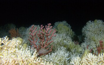 En økt forståelse av dypvannskorallene er viktig for forvaltning av det marine biomangfoldet og fiskeressursene, men kan også spille en rolle for utplasseringen av for eksempel oljeinstallasjoner. (Foto: Havforskingsinstituttet) En økt forståelse av dypvannskorallene er viktig for forvaltning av det marine biomangfoldet og fiskeressursene, men kan også spille en rolle for utplasseringen av for eksempel oljeinstallasjoner. (Foto: Havforskingsinstituttet)