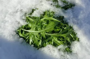 Mizuna og flere andre av de asiatiske grønnsakene tåler snø og litt kulde. (Foto: Arnulf Rein)