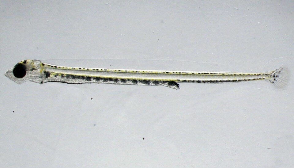 Microscope photo of sandeel larvae at a later stage that those used in the study.