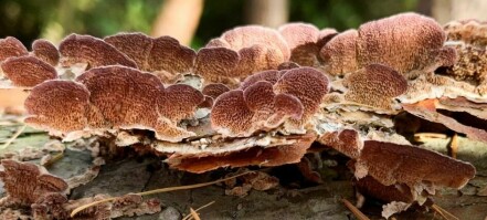 These fungi have more than 17,000 sexes