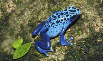 Denne blå, giftige karen er en av rundt 1,4 millioner dyrearter som allerede er kjent for vitenskapen. Det anslås at minst 5 millioner ennå ikke er identifisert. Frosken bærer artsnavnet Dendrobates azureus, og lever i områder av Brasil og Surinam. Den er blant verdens arter som ikke vurderes som truet. (Foto: iStockphoto) Denne blå, giftige karen er en av rundt 1,4 millioner dyrearter som allerede er kjent for vitenskapen. Det anslås at minst 5 millioner ennå ikke er identifisert. Frosken bærer artsnavnet Dendrobates azureus, og lever i områder av Brasil og Surinam. Den er blant verdens arter som ikke vurderes som truet. (Foto: iStockphoto)