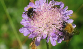 Pollinator­paradiset: Korleis lage ein hage for flygande småkryp?
