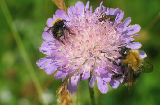 Pollinator­paradiset: Korleis lage ein hage for flygande småkryp?
