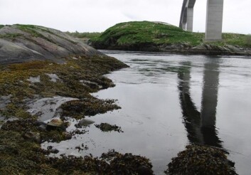 Med lang kyst har Norge store muligheter for å skape en ny næring som blant annet kan utnytte næringsoverskudd fra fiskeoppdrettsanlegg. (Foto: Cèline Rebours) Med lang kyst har Norge store muligheter for å skape en ny næring som blant annet kan utnytte næringsoverskudd fra fiskeoppdrettsanlegg. (Foto: Cèline Rebours)